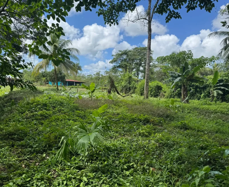 Lot View 1